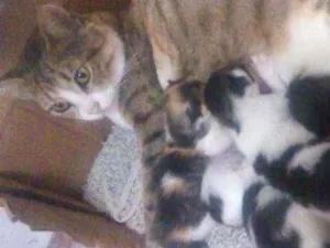 Gato raça Não sei idade  nome Rubi + 2 filhotes