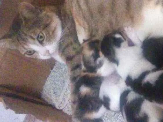 Gato ra a Não sei idade  nome Rubi + 2 filhotes