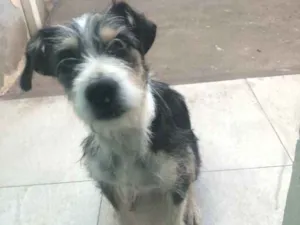 Cachorro raça Indefinida  idade 1 ano nome Bela