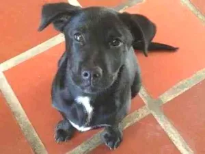 Cachorro raça Labrador/Vira-lata idade 2 a 6 meses nome Nami