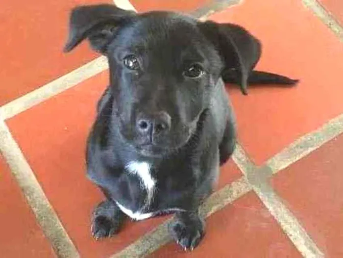 Cachorro raça Labrador/Vira-lata idade 2 a 6 meses nome Nami