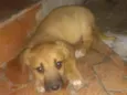 Bela