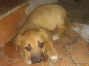 Cachorro raça Vira-lata idade  nome Bela