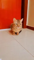 Amarelinho 
