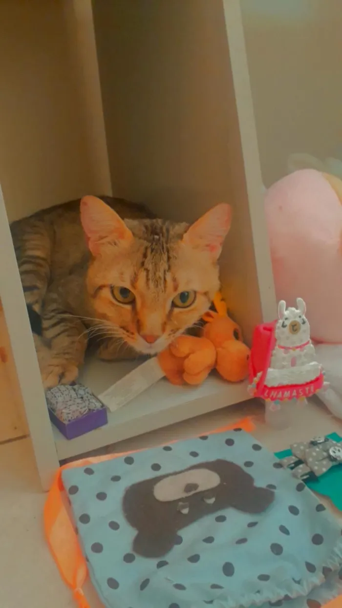 Gato ra a SRD idade 1 ano nome Amarelinho 