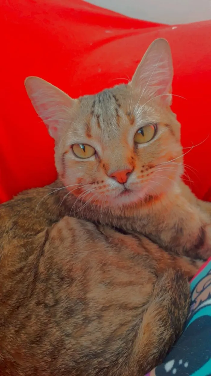 Gato ra a SRD idade 1 ano nome Amarelinho 