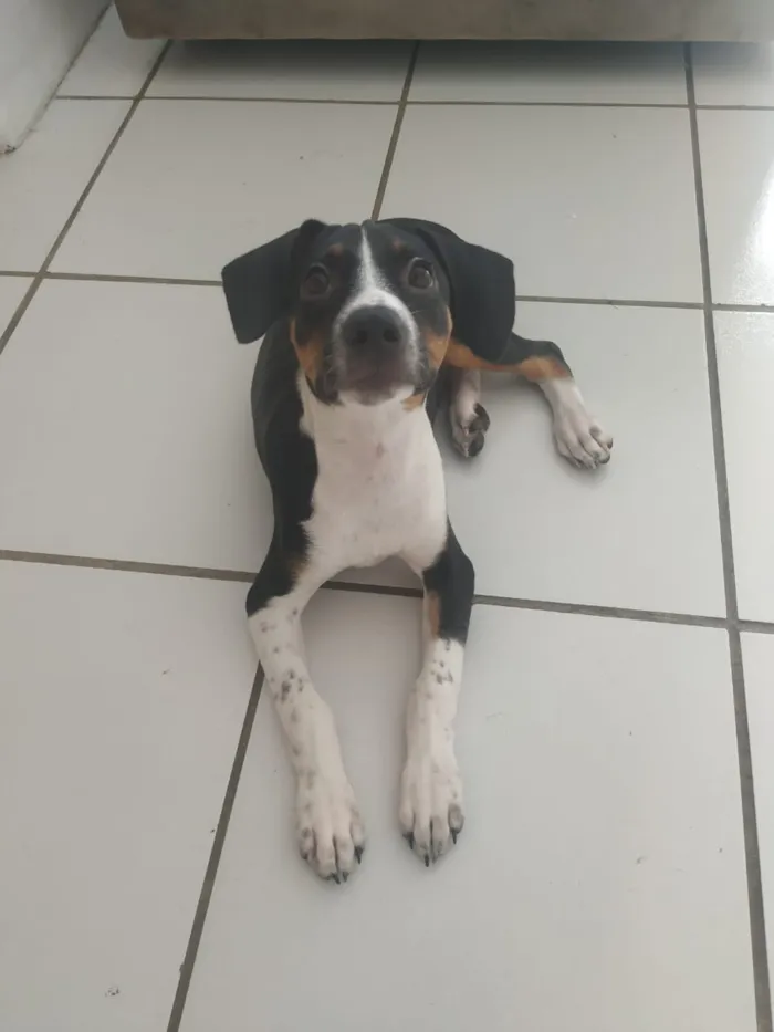 Cachorro ra a RND idade 2 a 6 meses nome Farofa