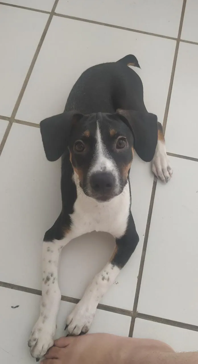 Cachorro ra a RND idade 2 a 6 meses nome Farofa