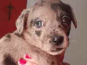 Cachorro raça Srd idade Abaixo de 2 meses nome Prada bb linda 