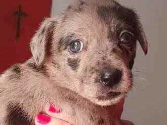 Cachorro raça Srd idade Abaixo de 2 meses nome Prada bb linda 