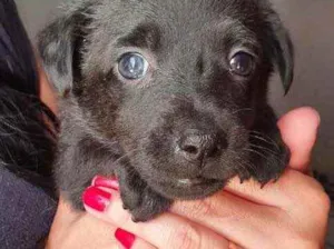Cachorro raça Srd idade Abaixo de 2 meses nome Chocolat 