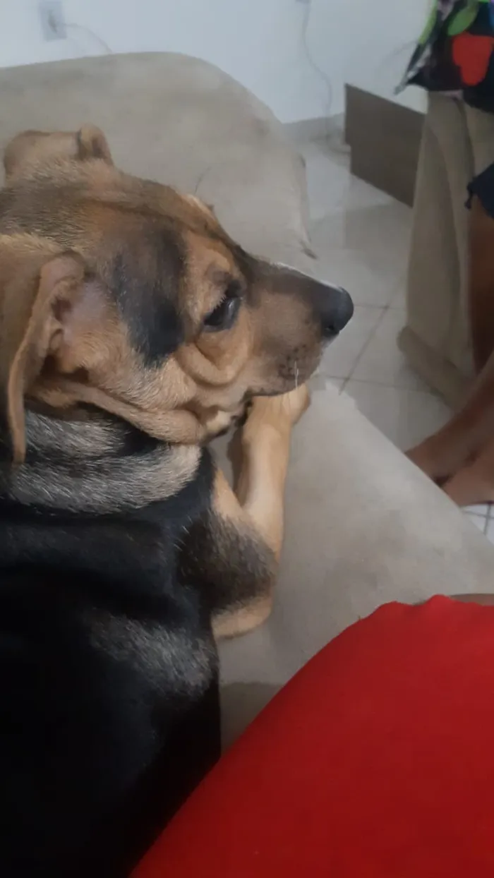 Cachorro ra a Sem raca idade 2 a 6 meses nome Nescau