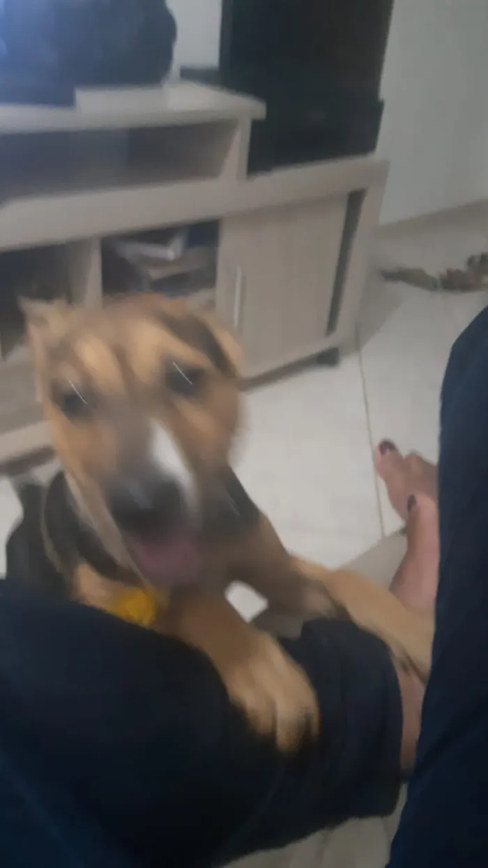 Cachorro ra a Sem raca idade 2 a 6 meses nome Nescau