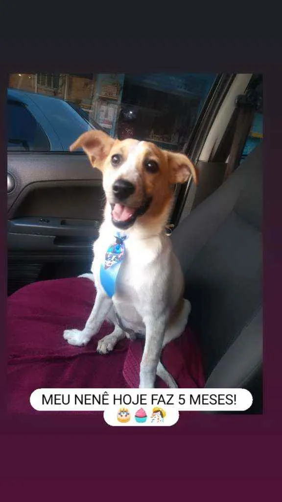 Cachorro ra a SRD idade 2 a 6 meses nome Zé
