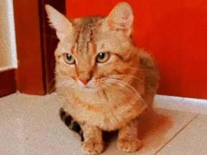 Gato raça SRD idade 1 ano nome Amarelinho 