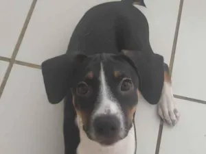 Cachorro raça RND idade 2 a 6 meses nome Farofa