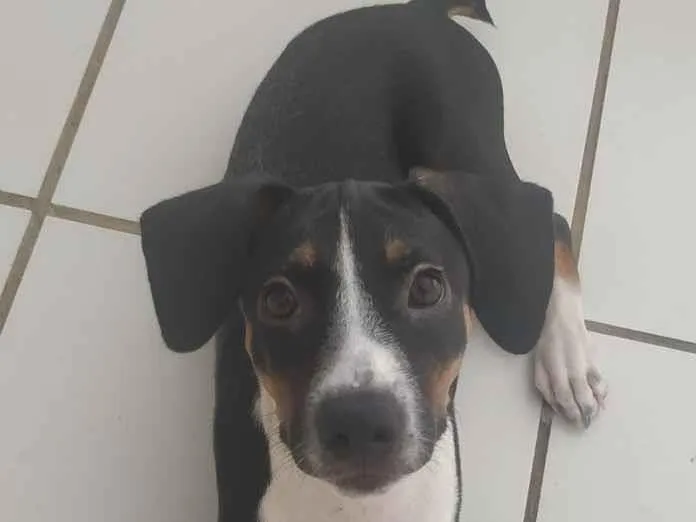 Cachorro ra a RND idade 2 a 6 meses nome Farofa