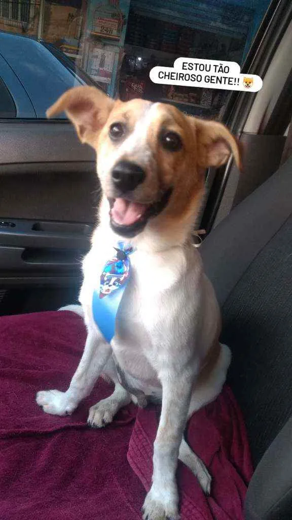 Cachorro ra a SRD idade 2 a 6 meses nome Zé