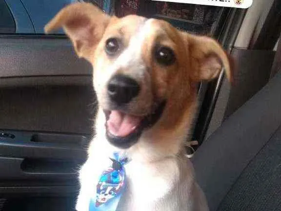 Cachorro ra a SRD idade 2 a 6 meses nome Zé