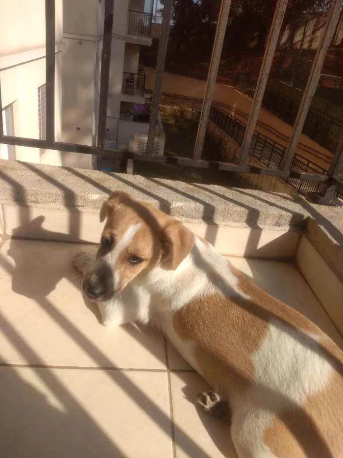 Cachorro ra a SRD idade 2 a 6 meses nome Zé