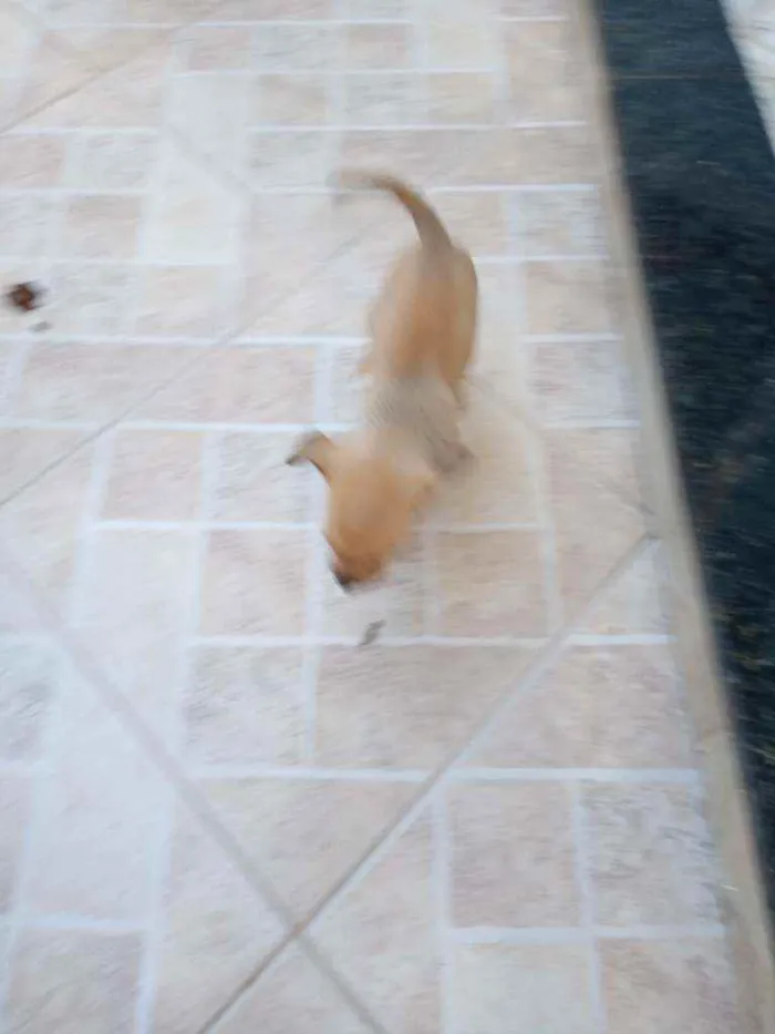 Cachorro ra a Labrador misturado idade Abaixo de 2 meses nome Bela