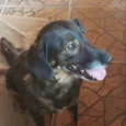 Marronzinha