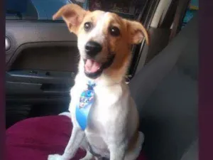 Cachorro raça SRD idade 2 a 6 meses nome Zé