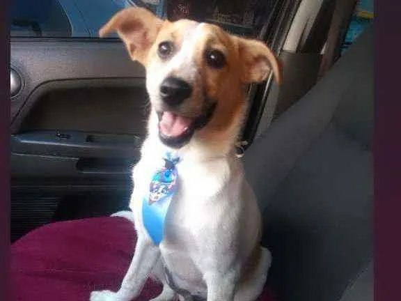 Cachorro ra a SRD idade 2 a 6 meses nome Zé
