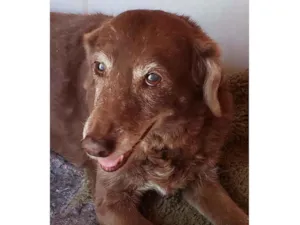 Cachorro raça Indefinida  idade 6 ou mais anos nome Chocolate 