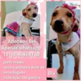 Bia