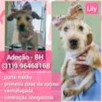 Lily