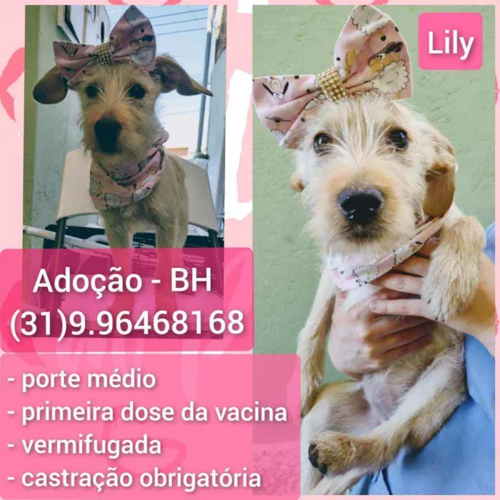 Cachorro raça SRD idade 2 a 6 meses nome Lily