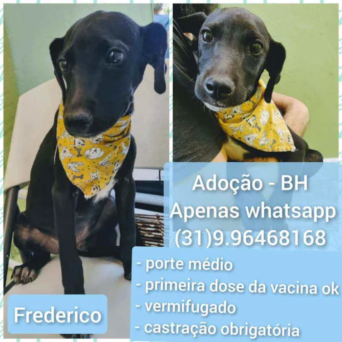 Cachorro raça SRD idade 2 a 6 meses nome Frederico