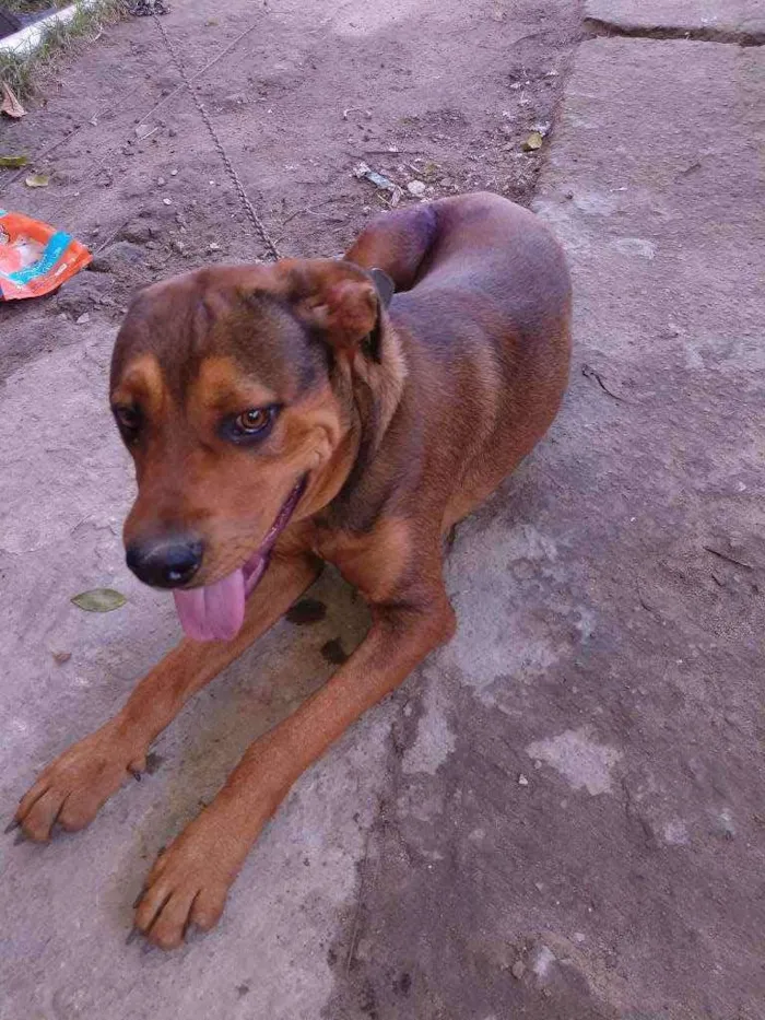 Cachorro ra a Pit Bull c hottweiller idade 1 ano nome Max