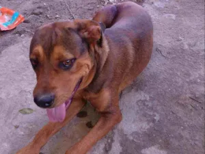 Cachorro raça Pit Bull c hottweiller idade 1 ano nome Max