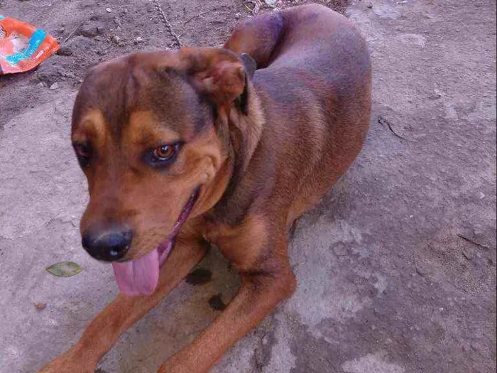 Cachorro ra a Pit Bull c hottweiller idade 1 ano nome Max