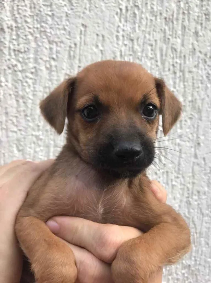 Cachorro raça SRD  idade Abaixo de 2 meses nome Sem nome