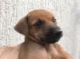 Cachorro raça SRD  idade Abaixo de 2 meses nome Sem nome