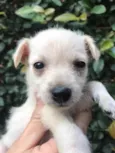 Cachorro raça SRD idade Abaixo de 2 meses nome Sem nome