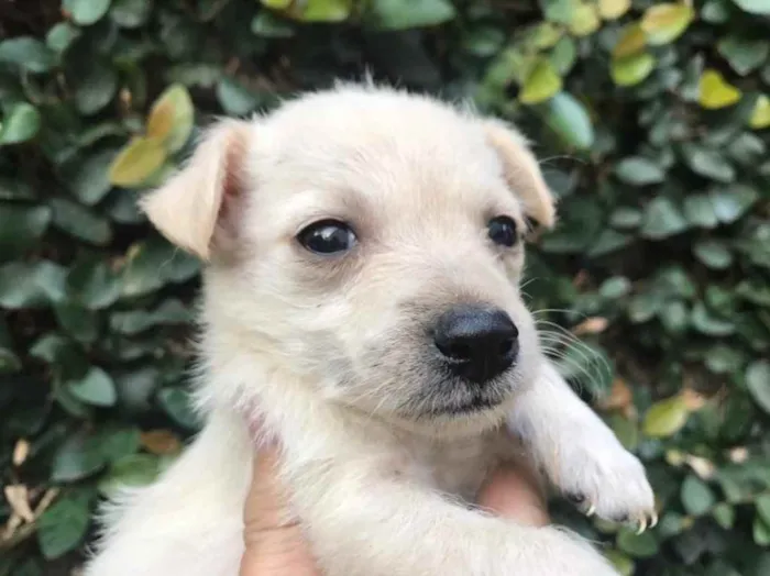 Cachorro raça SRD idade Abaixo de 2 meses nome Sem nome