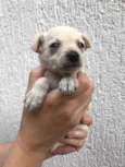 Cachorro raça SRD idade Abaixo de 2 meses nome Sem nome