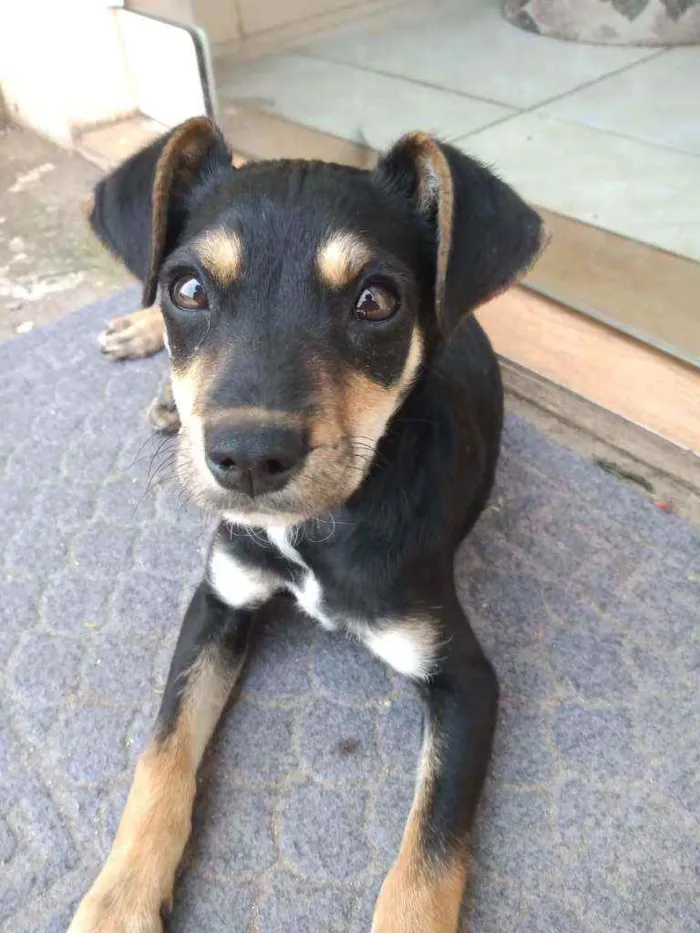 Cachorro ra a Indefinido idade 2 a 6 meses nome Juniper