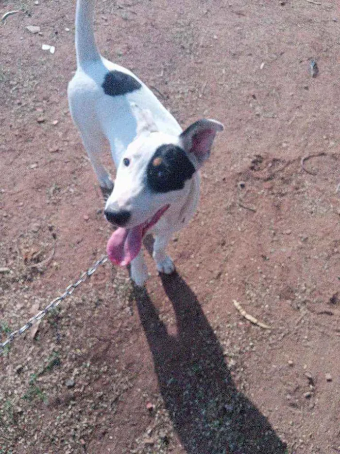 Cachorro raça Bull terrier idade 2 a 6 meses nome Dex