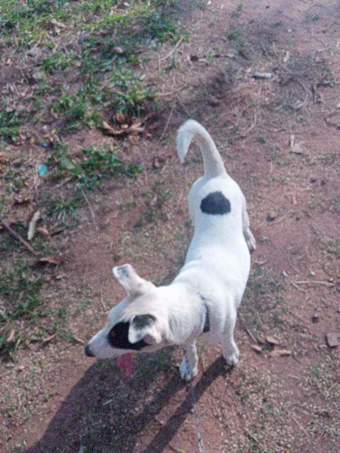 Cachorro raça Bull terrier idade 2 a 6 meses nome Dex