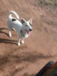 Dex