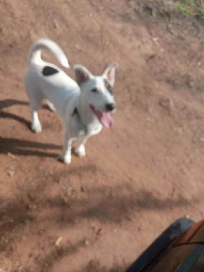 Cachorro raça Bull terrier idade 2 a 6 meses nome Dex