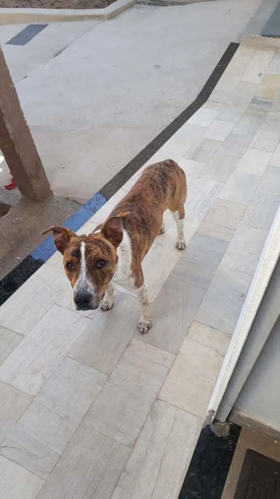 Cachorro raça SRD-ViraLata idade 7 a 11 meses nome João