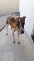 João