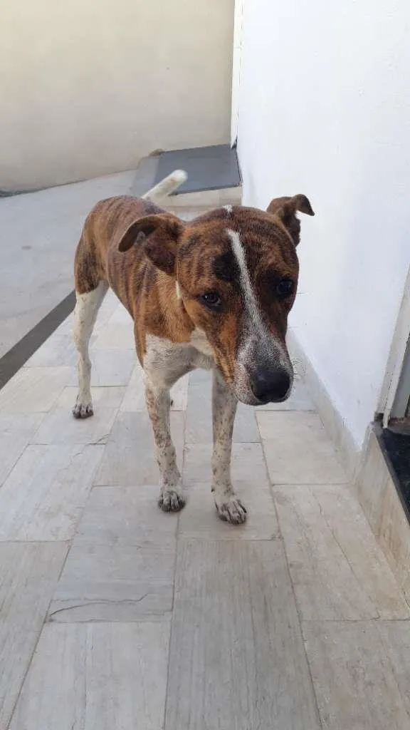 Cachorro raça SRD-ViraLata idade 7 a 11 meses nome João