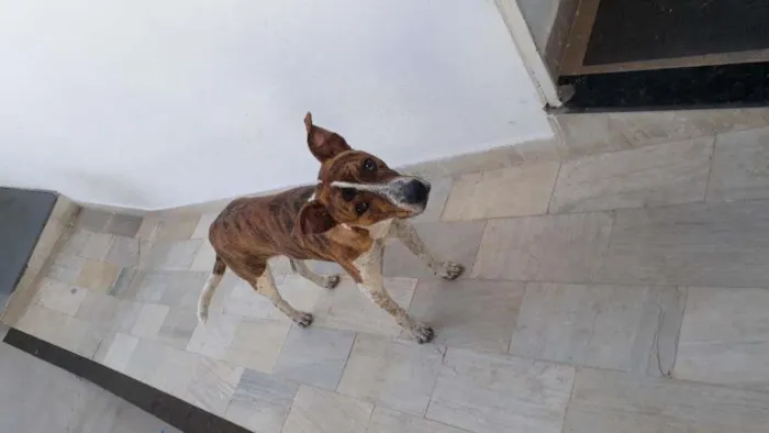 Cachorro raça SRD-ViraLata idade 7 a 11 meses nome João